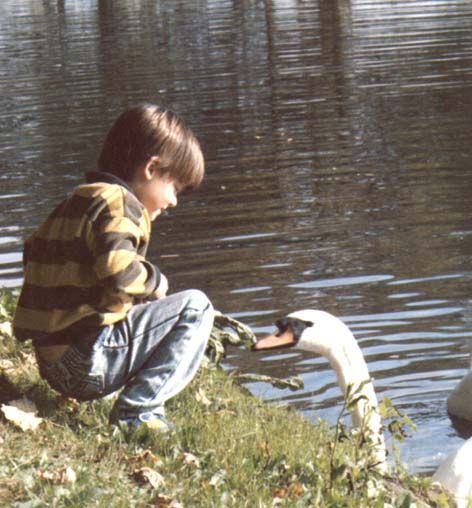 Feeding Swan
